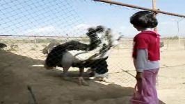 رقص زیبای شترمرغ ostrich