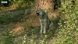 توله گرگ های کوچولو در طبیعت وحشی  مهاجرت گرگ ها