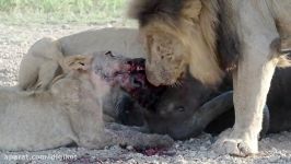دریده شدن بوفالو باردار توسط شیرها