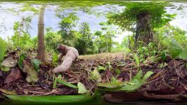 مستند حیات وحش  کلیپ دیدنی حیوانات  Three Toed Sloth Survives 6m Fall From The