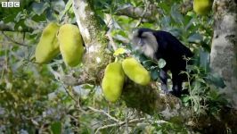 مستند حیات وحش  کلیپ دیدنی حیوانات  Macaques SLAP Squirrels And Steal Their Fo