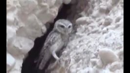 جغد خالدار Spotted Little Owl