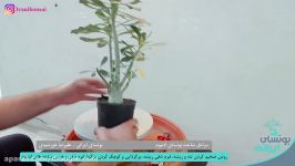 تکنیکی ساده برای تبدیل آدنیوم به بونسای