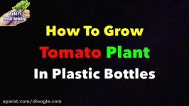 بهترین روش برای رشد گیاه گوجه فرنگی