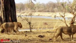 حیات وحش، قدرت نمایی بوفالوها برای شیرها