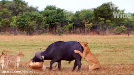 حیات وحش، نبرد شیرها حیوانات غول پیکر برای شکار