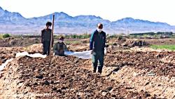 آغاز کاشت طالبی در سطح بیش ۶۰۰ هکتار در شهرستان کاشمر
