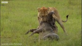 شکار در حیات وحش شیر گراز  Mother Lioness Hunts Warthog