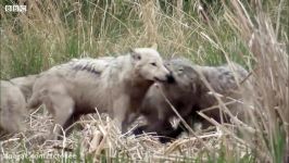 حیات وحش  محافظت گرگ توله هایش در برابر خرس