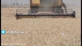 خودکفایی در تولید افزایش برداشت گندم در فارس