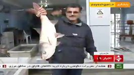 گزارش بازار ماهی فروشان مازندران