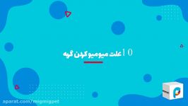 10 علت میو میو کردن گربه