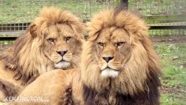 حیات وحش  Meet Rock and Roar the living cousins of the extinct Barbary lion