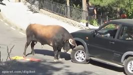 لحظات وحشتناک حمله حیوانات به خودروها
