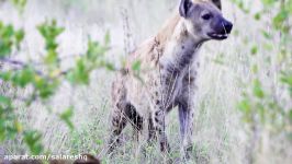 LION VS HYENAS درمحاصره وحشتناک کفتارها یک شیر درحال خوردن یک شیردرحال نگهبانی