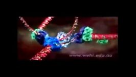 همانند سازی DNA  فارسی