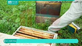 آموزش زنبورداری  زنبورداری برداشت عسل  زنبورداری مدرن  زنبورداری در آلمان