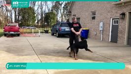 آموزش تربیت سگ  سگ خانگی  سگ نگهبان زمان بازی روت وایلر28423118 021