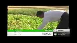 برداشت خیار 35 کیلیویی در کرمانشاه