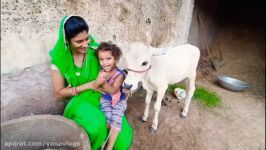 دوشیدن گاو در خانه هند