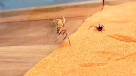 نبردکشنده ترین عنکبوت جهانعنکبوت سرگردان برزیل باعنکبوت بیوه مهلک