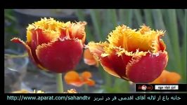 خانه زیبا پر لاله آقای صادق اقدمی فرد شهروند تبریز