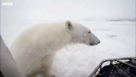 تلاش خرس قطبی برای شکار انسان  انسان مقابل خرس قطبی