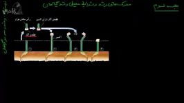 آموزش زیست شناسی 2 محرک های رشد