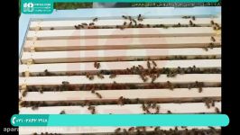 آموزش زنبورداری مدرن  پرورش زنبور عسل صنعتی برداشت عسل0 تا 100 زنبورداری نوین