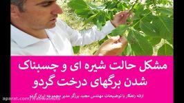 ایران گردو  شیره ای شدن برگ  چسبناک شدن برگ  درخت گردو  گردو