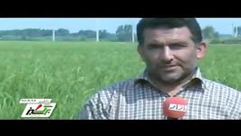 کشت برنج ارگانیک در مازندران