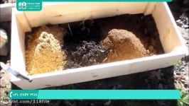 آموزش پرورش قارچ دکمه ای صدفی  تولید قارچ 0 تا 100 پرورش قارچ مورل 