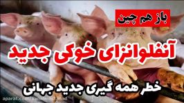 ویروس چینی جدید  خطر همه گیری ویروس آنفولانزای خوکی جدید