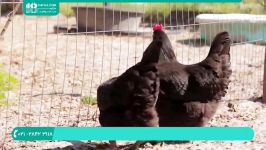 کسب درآمد بالا آموزش پرورش مرغ محلی بومی، گوشتی تخم گذار5 اشتباه مرگبار