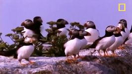 طوطی پافین یا طوطی دریاییPuffin Parrot