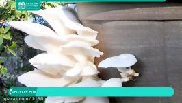 آموزش تولید پرورش قارچ  پرورش قارچ دکمه ای صدفی رشد قارچ در ظروف پلاستیکی