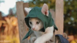 بچه گربه های آدمکش Assassins Kittens