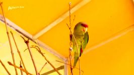 طوطی آمازون شانه زردYellow Shouldered Amazon