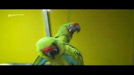 طوطی ماکائوی سبزکبیر یابافونGreat Green Macaw or Buffon