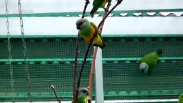 طوطی سنگال آفریقاییAfrican Senegal Parrot