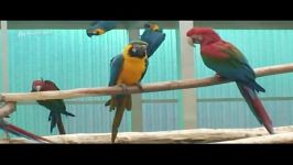 طوطی ماکائوی آبی طلایی Blue Gold Macaw