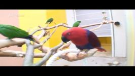 طوطی اکلکتوس Eclectus Parrot