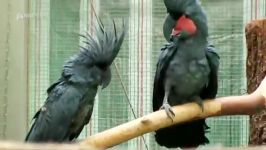 طوطی کاکادو نخلی یا پالم Palm Cackatoo