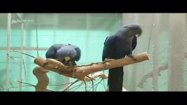 طوطی ماکائوی آبی یا هیاسینثHyacinth Macaw or Blue Macaw