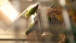 طوطی لوریکت اویزان هندی Hanging parrot