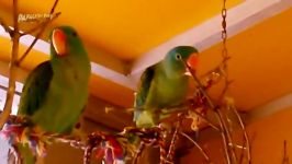 طوطی پشت گردن آبی Blue naped Parrot