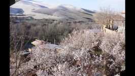 روستای زرجه بستان  شکوفه های درختان بادام