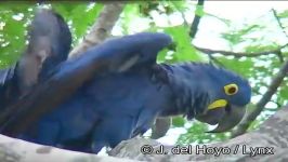 طوطی ماکائوی آبی یا هیاسینثHyacinth Macaw or Blue Macaw