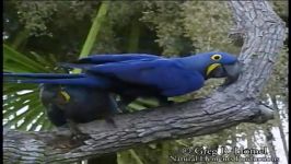 طوطی ماکائوی آبی یا هیاسینثHyacinth Macaw or Blue Macaw