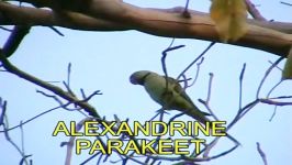 طوطی شاه طوطی یا طوطی بزرگ اسکندرAlexandrine Parakeet